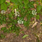 Conopodium majus Habit