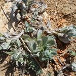 Filago pyramidata Tabia