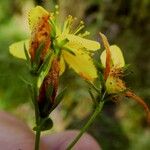 Hypericum perforatumFlor