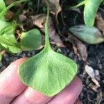 Claytonia rubra Blatt