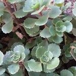 Sedum spurium Blad