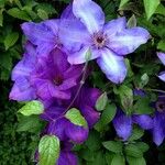 Clematis patens Blomma