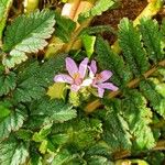 Erodium moschatum Flower