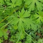 Geranium carolinianum Blatt