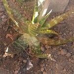 Aloe lateritia पत्ता