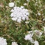 Visnaga daucoidesBlüte