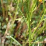 Linaria pelisseriana 葉