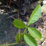 Paullinia pinnata Leaf