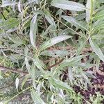 Salix irrorata Folha