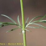 Scabiosa canescens अन्य