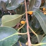 Ficus rubiginosa