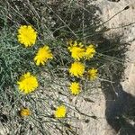 Launaea fragilis Flower