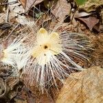 Caryocar villosum Flower