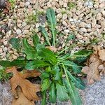 Crepis bursifoliaLevél