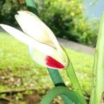 Philodendron wendlandii Kvet