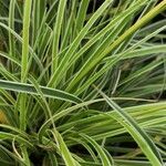 Carex morrowii पत्ता