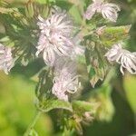 Elephantopus elatus Flor