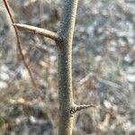 Shepherdia canadensis Kůra