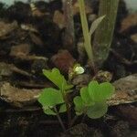 Cardamine bonariensis Flower