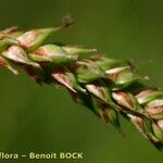 Carex distans Vrucht