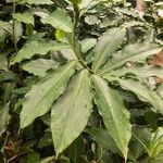 Costus afer Leaf