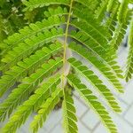 Caesalpinia pluviosa Leaf