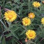 Inula salicina Kvet