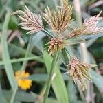 Cyperus polystachyos 花