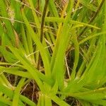 Bulbine bulbosa Yaprak
