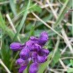 Anacamptis morio Kukka