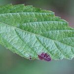 Melochia nodiflora Hoja