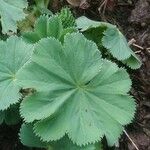 Alchemilla acutiloba Lapas