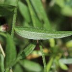 Centaurea rhaetica Leaf