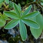 Alchemilla alpigena Leaf