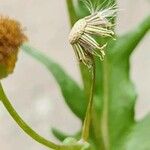 Senecio glaucus Fruit