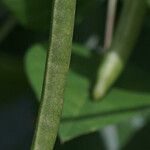 Vigna luteola Frukto