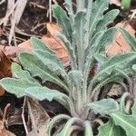 Fibigia clypeata Leaf