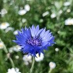 Centaurea cyanusFloare