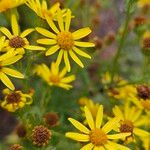 Senecio squalidus Цветок