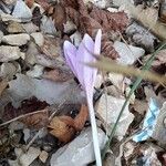 Colchicum longifolium Habit