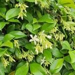 Trachelospermum jasminoidesഇല