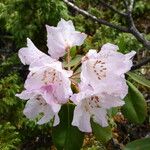 Rhododendron vernicosum Bloem