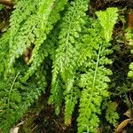 Asplenium fontanum Feuille