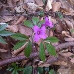 Cardamine glanduligera Flors