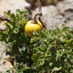 Solanum linnaeanum Плод