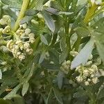 Lepidium didymum 花
