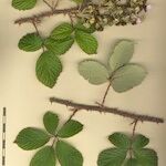 Rubus andegavensis Annet