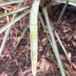 Aechmea distichantha Leaf