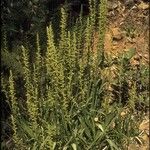 Platanthera sparsiflora 形态