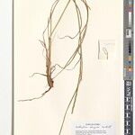 Anthephora elongata Άλλα